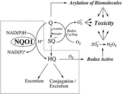 Functions of NQO1 in Cellular Protection and CoQ10 Metabolism and its Potential Role as a Redox Sensitive Molecular Switch